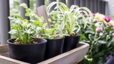 Растения, които носят положителна енергия в дома