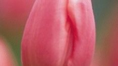 Почиват ли цветята?