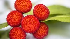 Плодът личи и неговите ползи за здравето 