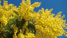 Мимоза – срамежлива, нежна и пухкава