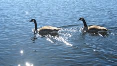 Готови ли сте да заживеете заедно? Тествайте!