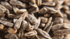 Яжте слънчогледови семки срещу високо кръвно налягане