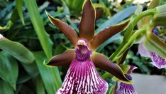 Зигопеталум – една вълшебна орхидея 