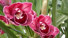 Цимбидиум – най-красивата орхидея