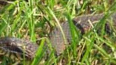 Празникът на змията – Йеремия