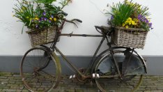 Кои цветя са най-добрите чистачи на въздуха?