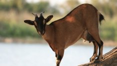 Защо козето мляко е толкова полезно?