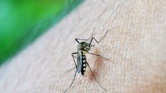 7 природни метода за облекчаване на ухапвания от комар 