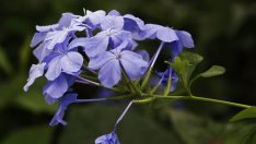 Плумбаго или саркофай – от какви грижи се нуждае 