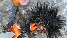 Най-ужасяващите храни, смятани за деликатес