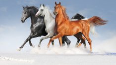 Какво означава, ако сънуваш кон?