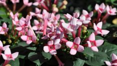 Бувардия – закачлива и нежна