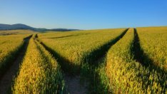 Притча за пътя