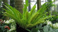 Асплениум – тропическа свежест