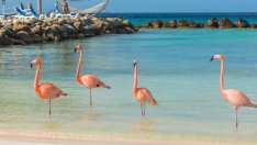 Остров Аруба – рай с бели пясъци и фламинги