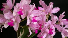 Катлея – нежна, ранима и трудна за отглеждане