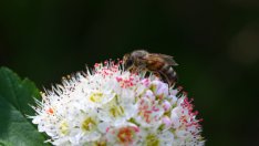 Притча за мухата и пчелата
