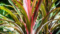 Кордилине – лесно за отглеждане 