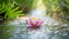 5 дзен принципа, които ще преобърнат живота ви 