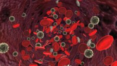 Любопитни факти за кръвта