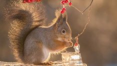 В приказния свят на катеричките (галерия)