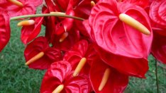 Антуриум – главозамайващо необикновен!