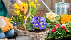 Вдъхновение на седмицата: Три растения за по-чист въздух (видео)