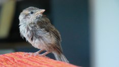 Какво означава, ако птица влети в дома ви?