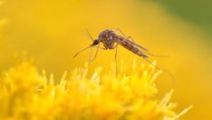 Без комари в дома и градината