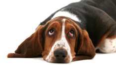 Какво кучетата мразят у стопаните си?