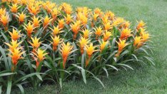 Гузмания – огнената фея