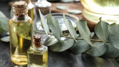 Страхотни полезни свойства на маслото от евкалипт 