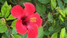 Цъфти ли през зимата китайската роза?