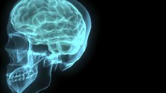 Малкият мозък е с голямо значение