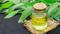 Невероятните ползи от маслото от евкалипт 