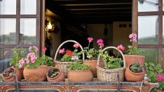 4 задължителни цветя за щастие и пари вкъщи