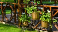 Цветя на балкона – подгответе се отрано