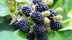 10 нисковъглехидратни плода, подходящи за кето (галерия) 