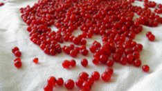 Френско грозде – малки перли аристократичност