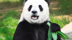 Знаете ли, че... мъжката панда държи пениса си като човек?