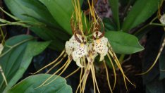 Брасия – орхидеята „паяк“