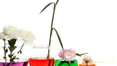 Тест: Изберете си цвете и вижте какво показва за вас