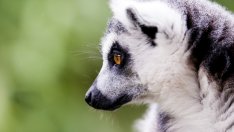 Видео на седмицата: Най-симпатичното лемурче