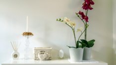 Фъншуй растения за любов, късмет, успех, пари