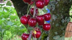 Как да избираме череши за ядене?