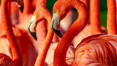 Знаете ли, че... има 6 вида фламинго?
