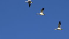 Мисъл на деня