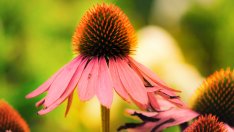 Билки за добро функциониране на щитовидната жлеза