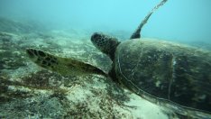 Някои от най-интересните миграции на животни