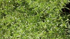 Да си изсушим сами чубрица?